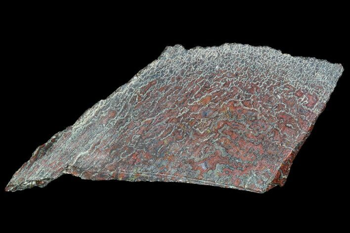 Polished Dinosaur Bone (Gembone) Section - Utah #106926